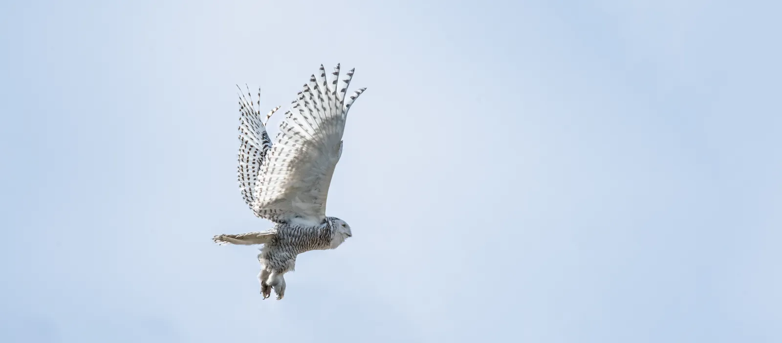 Snowy owl in flight against a pale sky