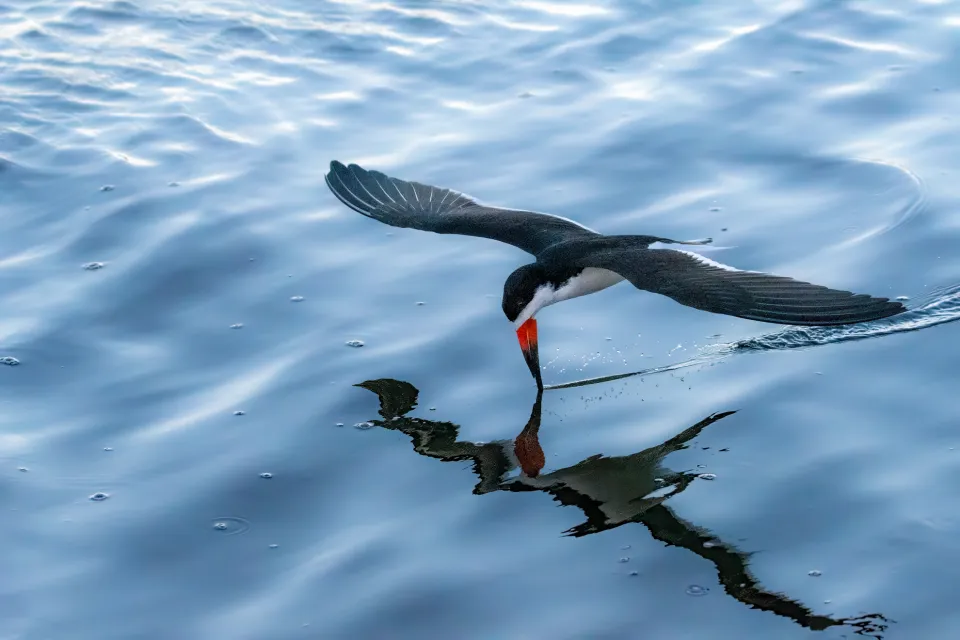 Black Skimmer
