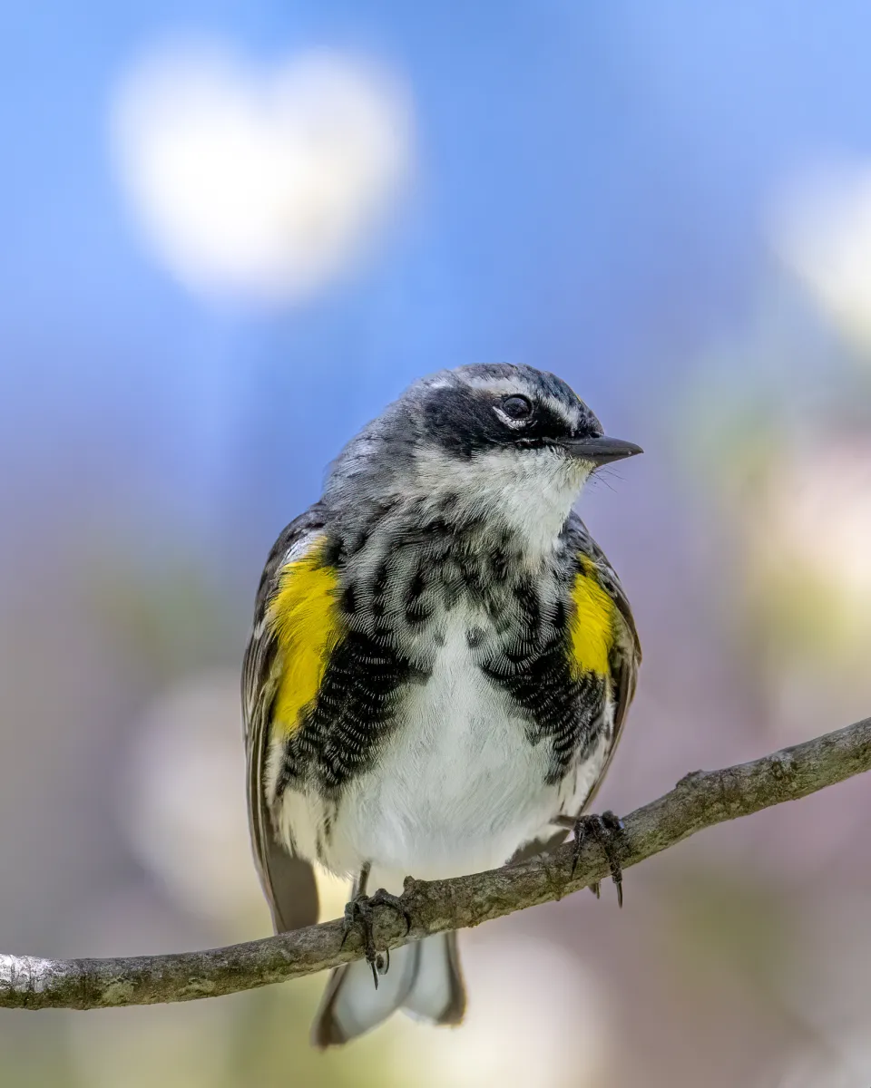 Yellow-rumped Warbler