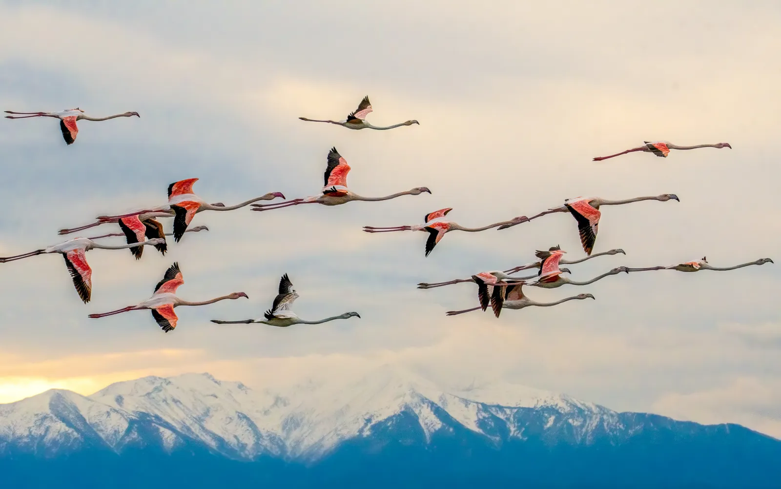 Flamingos in flight over snow-capped mountains at dusk